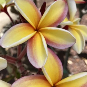 Write Your Divorce Story and Rewrite Your Life Workshop 2021 SESSIONS TBA